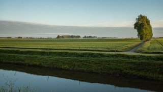 Een groene polder met een recht dijkpad, knotwilgen langs een sloot en stil water in zacht ochtendlicht