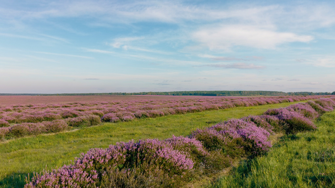 Een bloeiend heideveld in de late middagzon onder een brede lucht