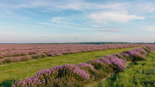 Een bloeiend heideveld in de late middagzon onder een brede lucht