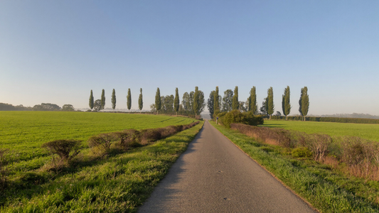 Een lange landweg tussen open groene velden in de ochtendzon