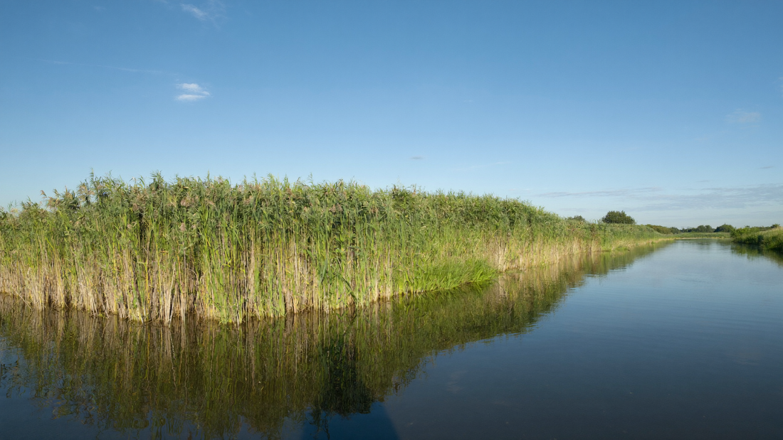 Riet langs stil water in de vroege ochtend