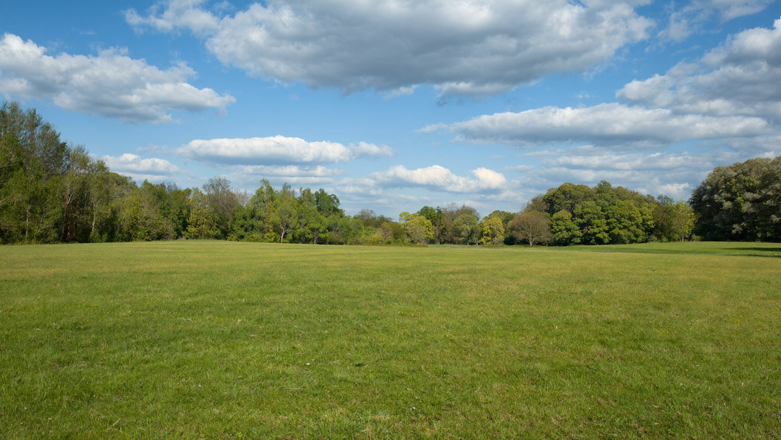 Ochtendzon boven een rustig groen weiland met bomen aan de horizon