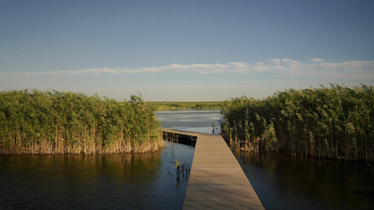 Een vlonderpad door riet en water in de ochtendzon