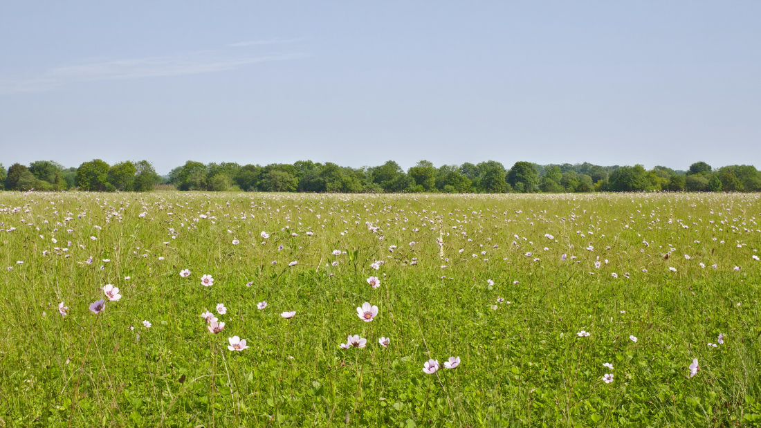Een open veld met wilde bloemen in de ochtendzon
