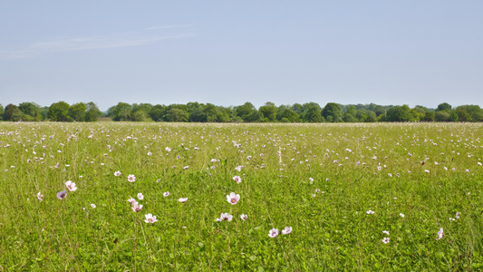 Een open veld met wilde bloemen in de ochtendzon